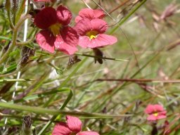 Jamesbrittenia breviflora